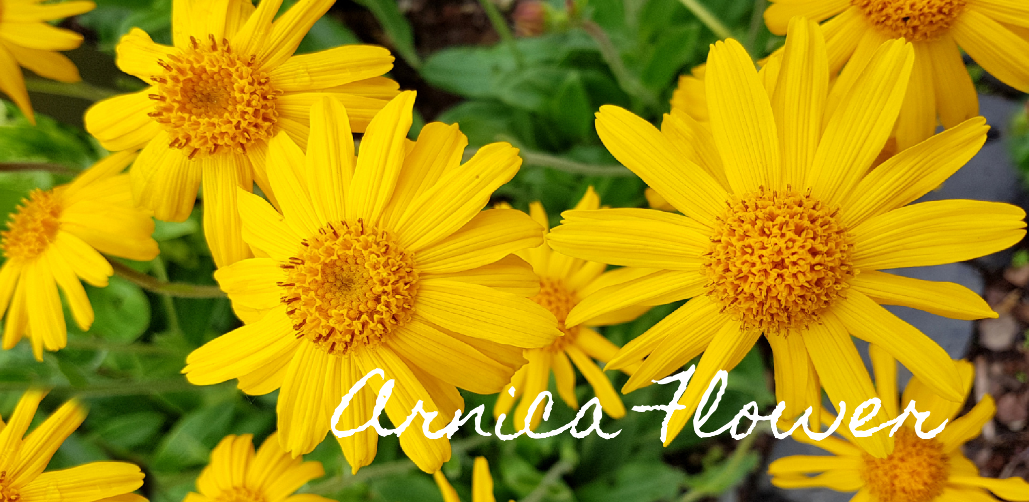 Arnica Flower Products – Lakota Made