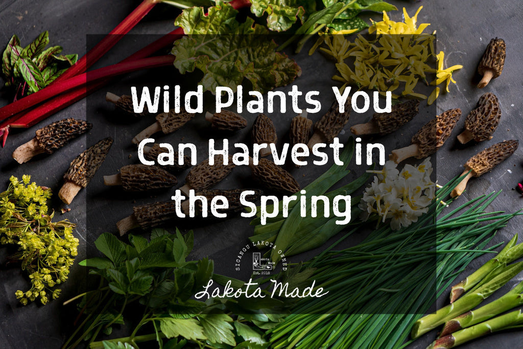 Wild Plants You Can Harvest in the Spring