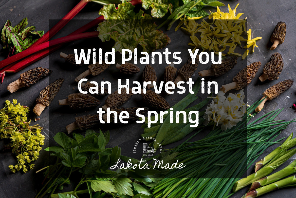 Wild Plants You Can Harvest in the Spring