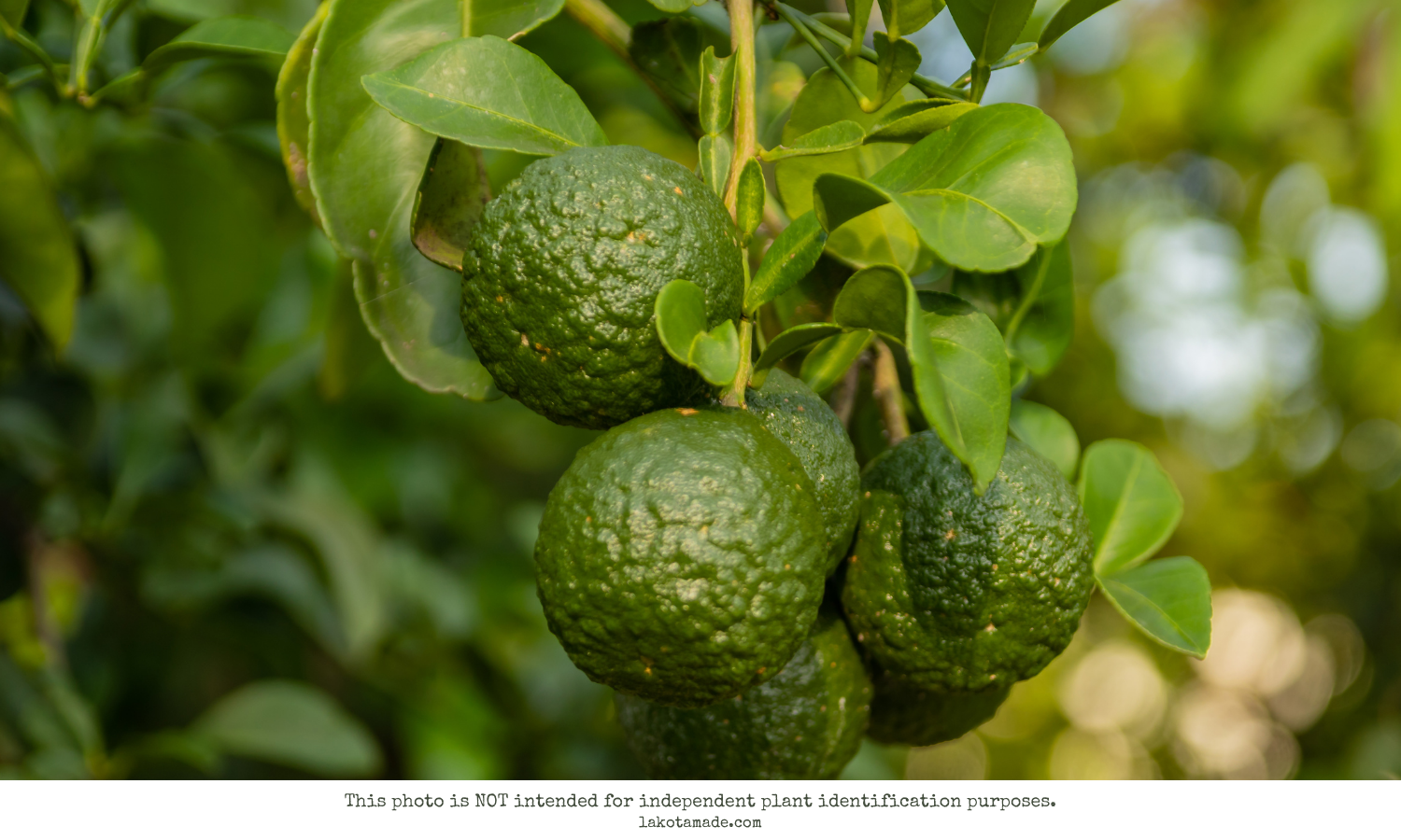 Bergamot Products