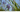 Blue Vervain Products