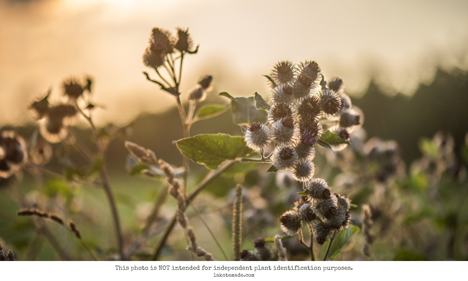 Burdock Root Products
