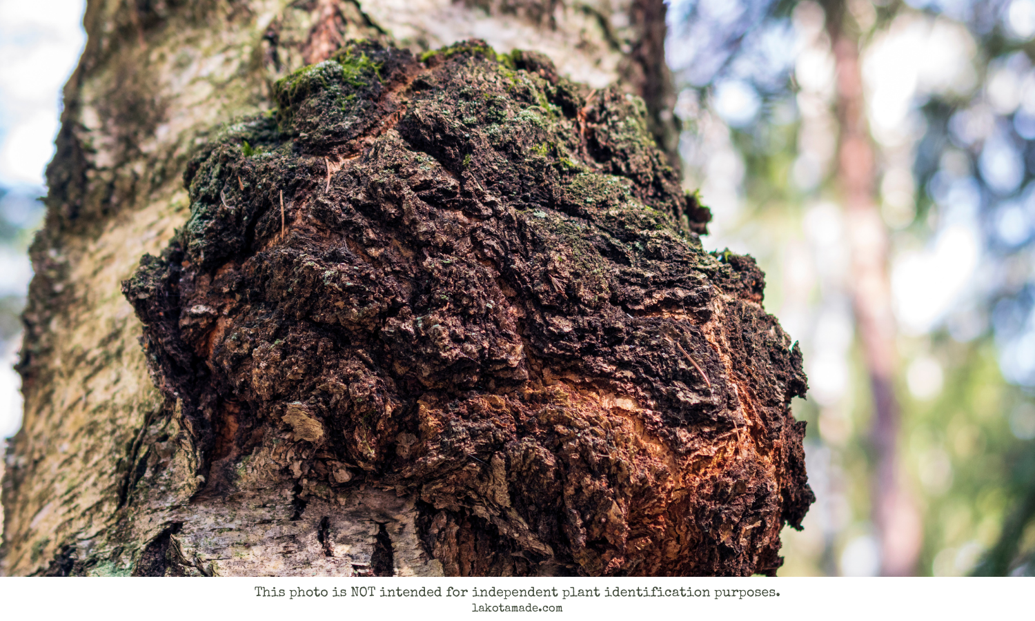 Chaga Mushroom Products