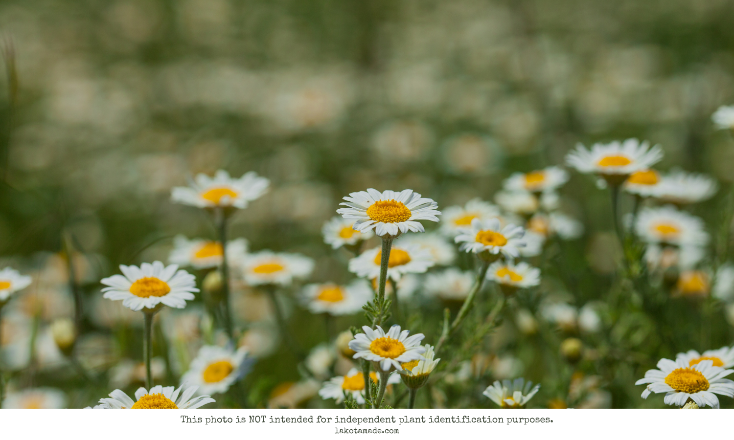 Chamomile Products
