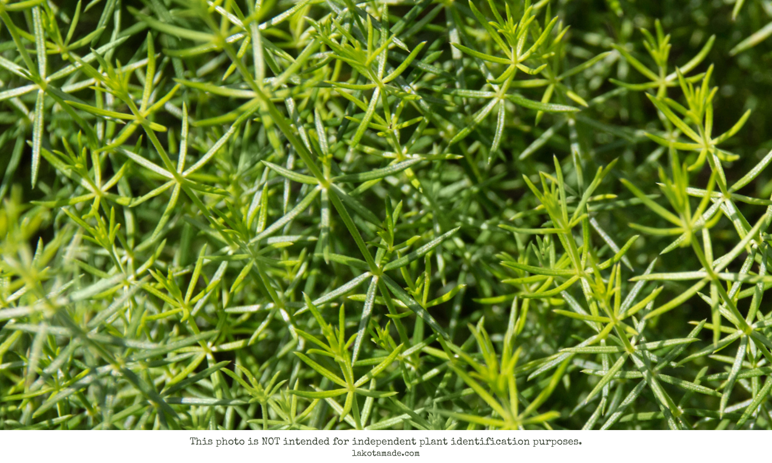 Cleavers Products