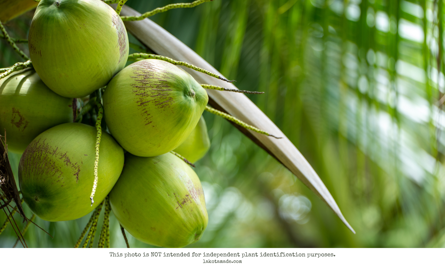 Coconut Products