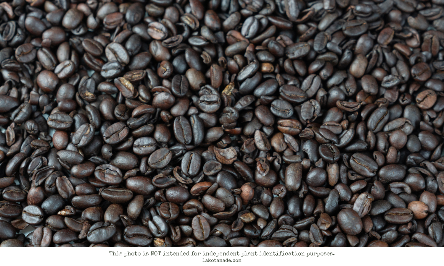 Coffee Products
