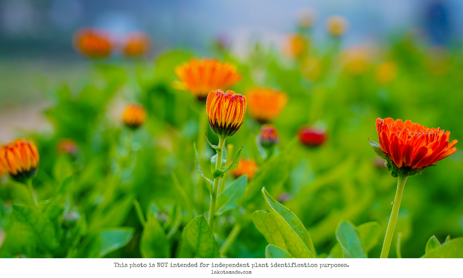 Calendula Products