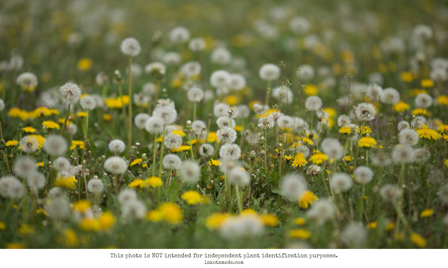 Dandelion Products