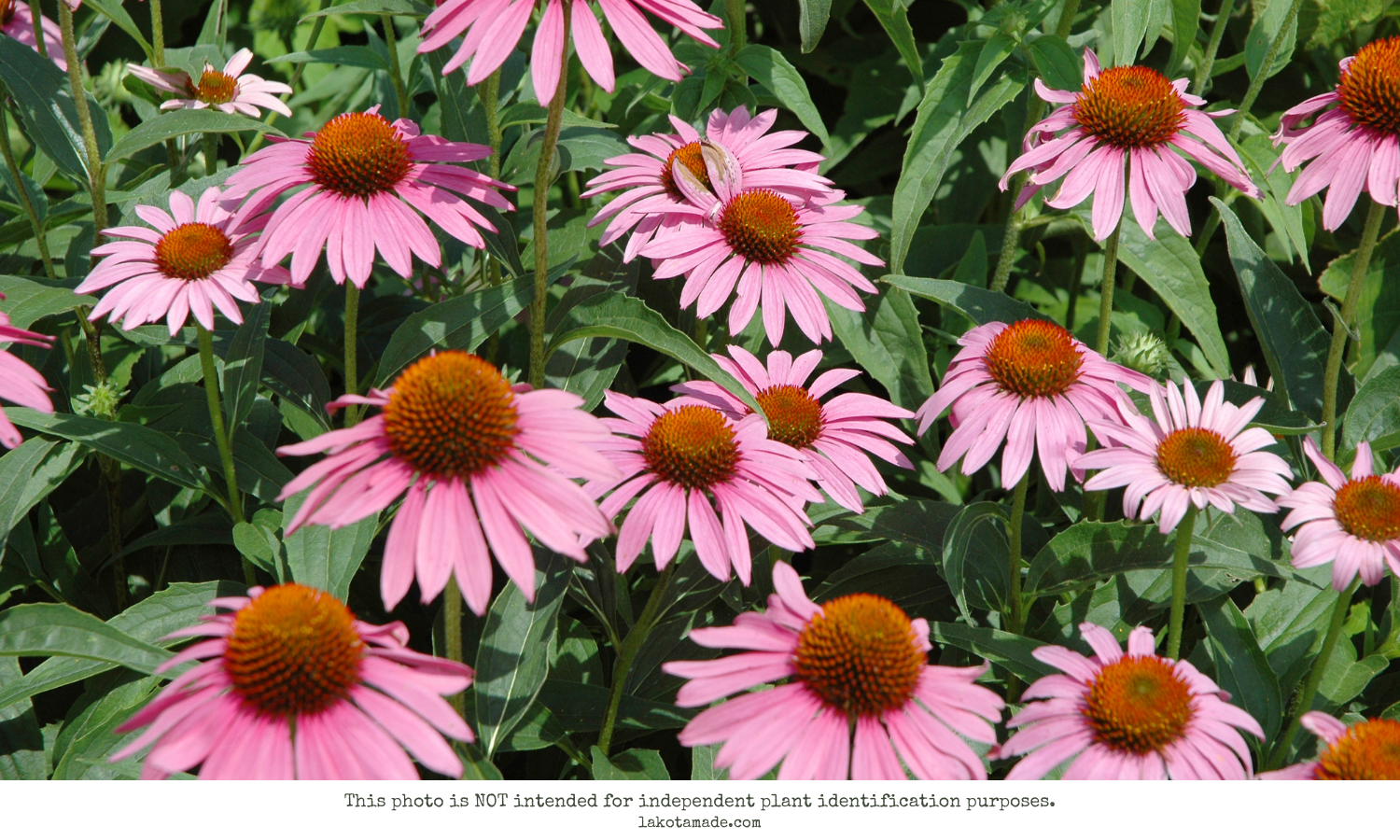 Echinacea Products