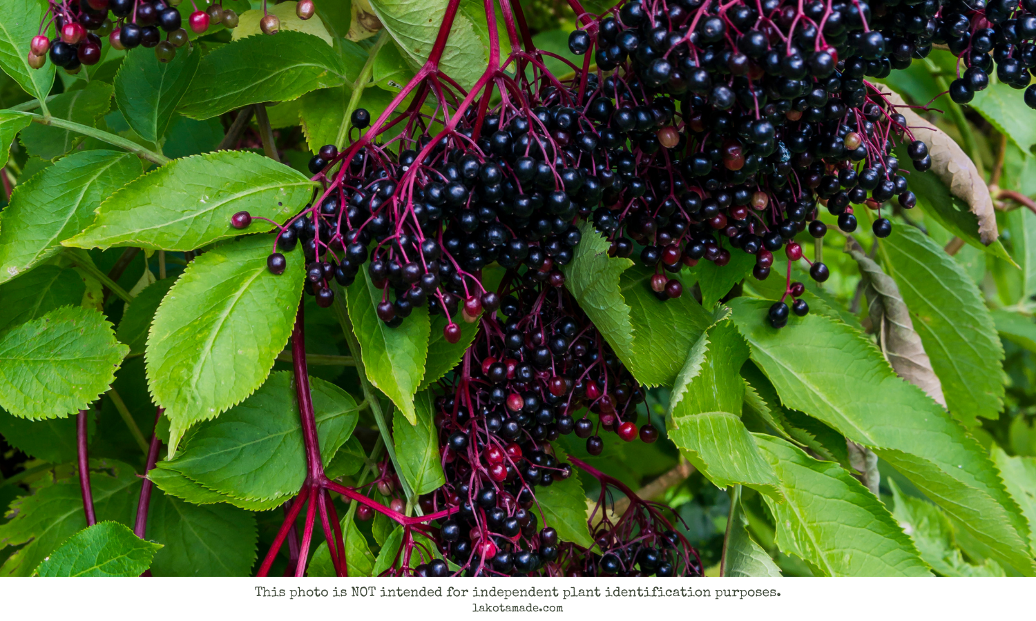 Elderberry Products