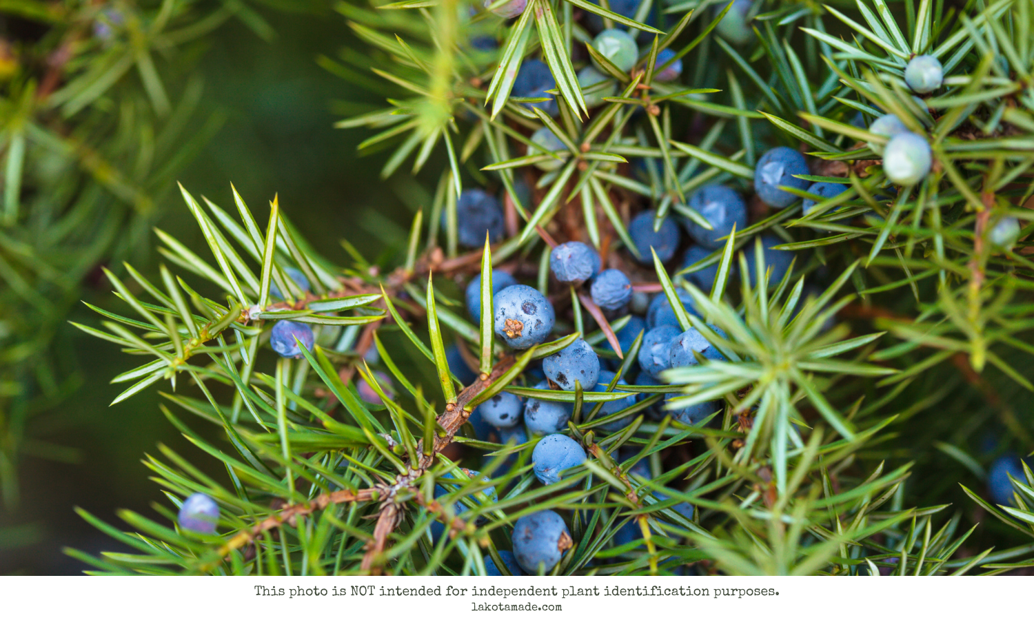 Juniper Berry Products