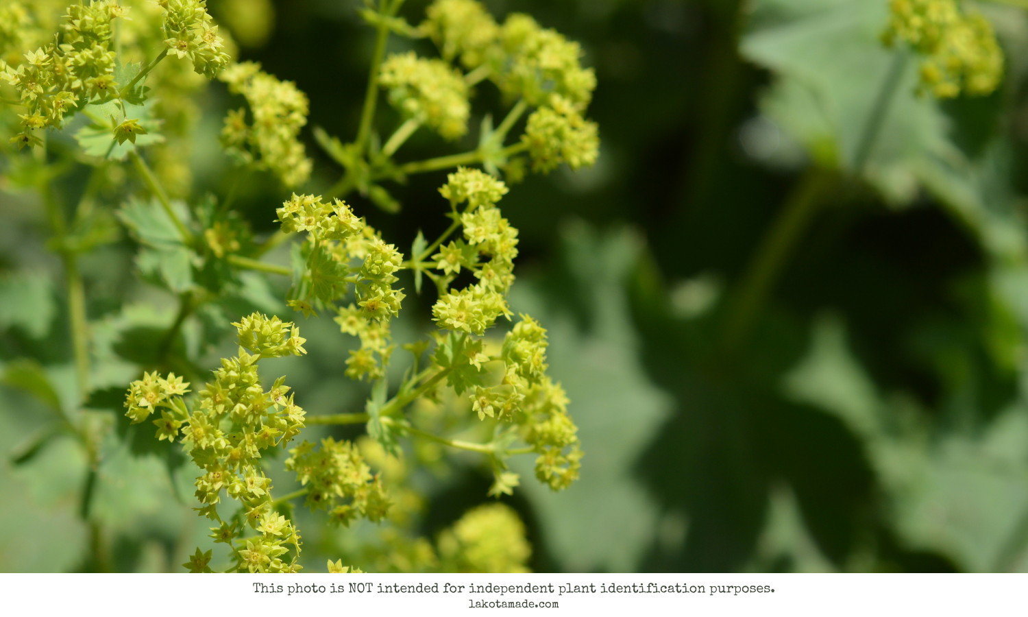 Lady's Mantle Products