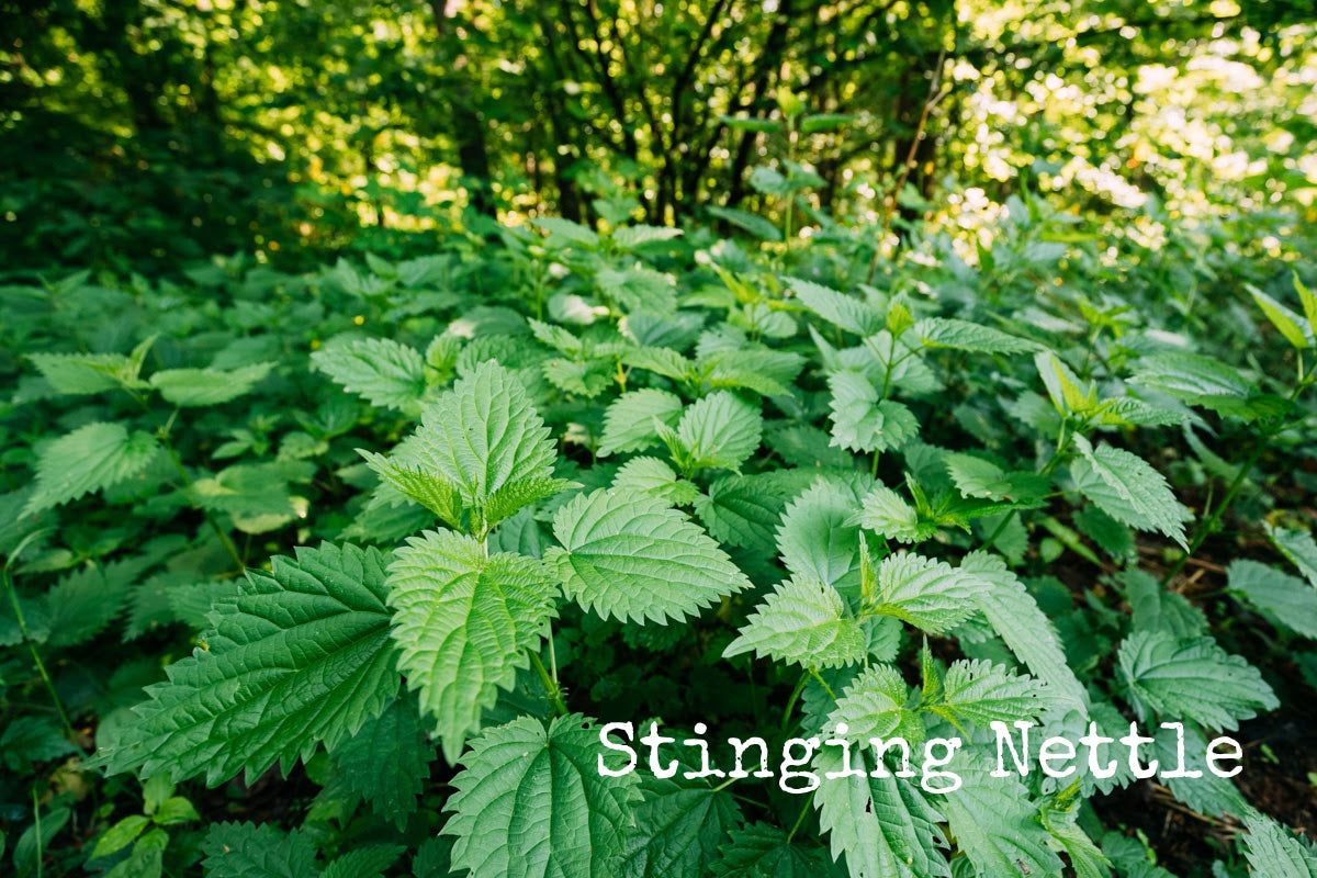Nettle Products