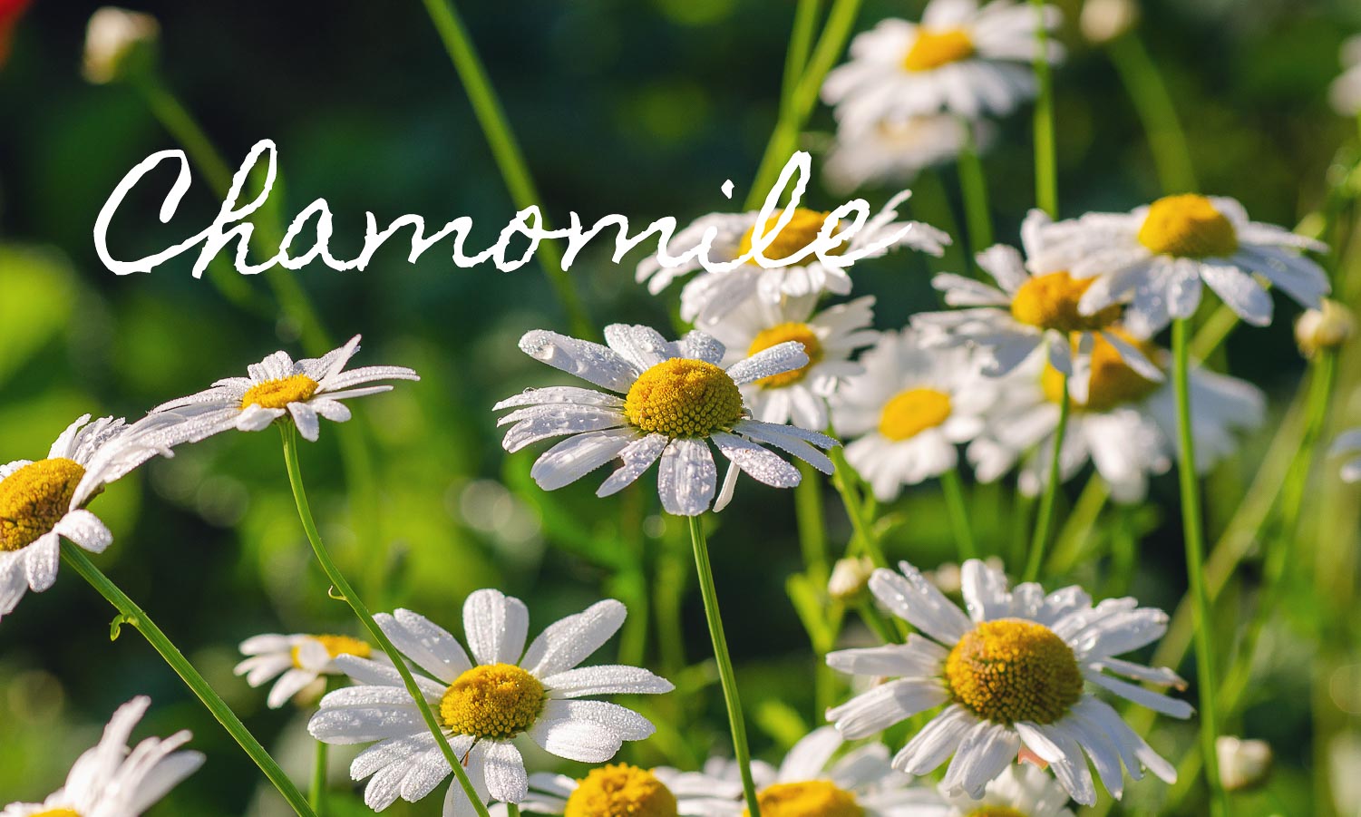 Chamomile Products