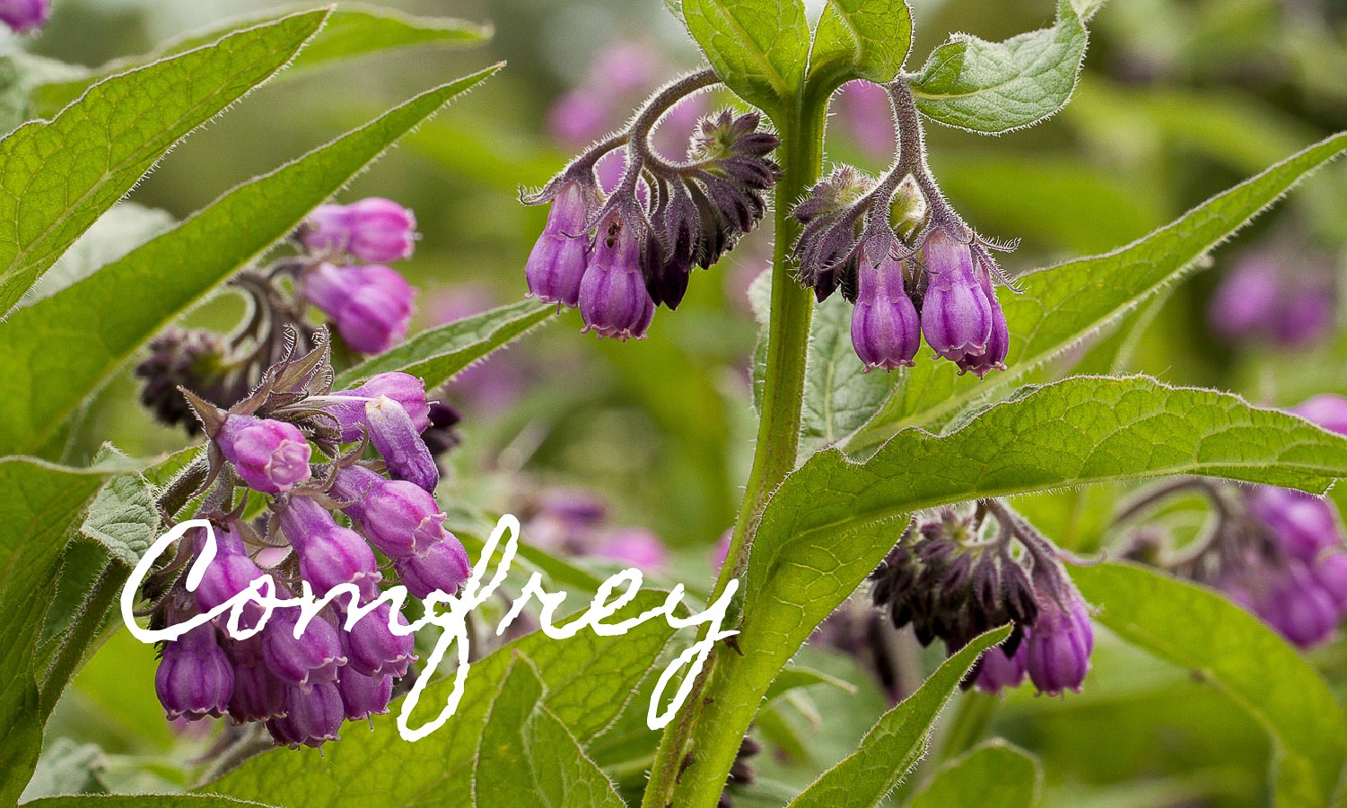 Comfrey Products