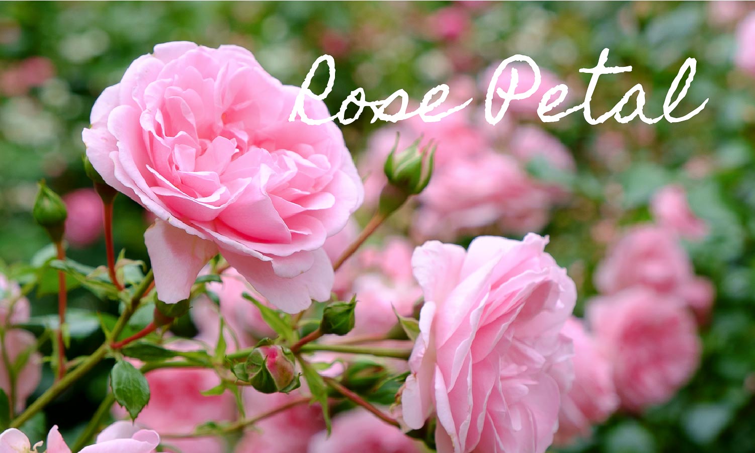 Rose Petal Products